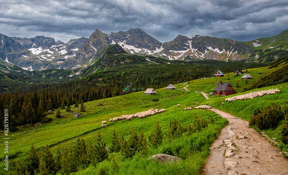 sheep on a mountain meadow