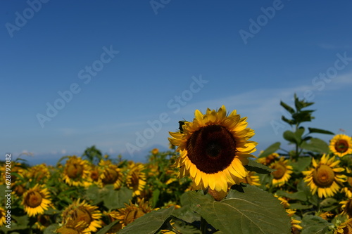 大量のひまわり