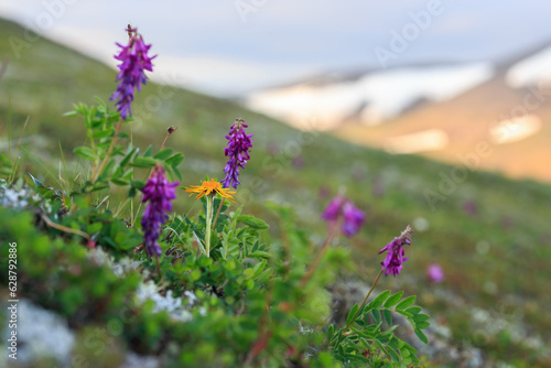 Blooming Tephroseris (Packera heterophylla) and sweetvetch (Hedysarum) on the slope of a hill. Tundra wildflowers. Plants growing in the Arctic. Nature of Chukotka and polar Siberia. Russia. July. photo