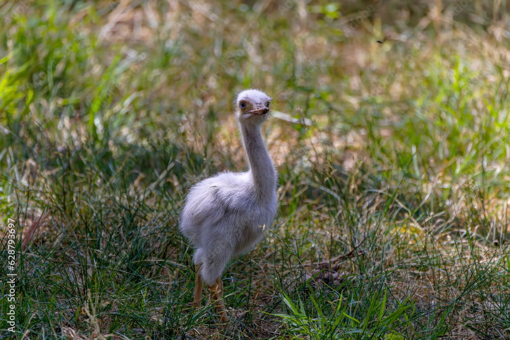 Naklejka premium Young Greater Rhea (Rhea americana) one of two extant species, a native larger bird from eastern South America, related to the ostrich and emu.