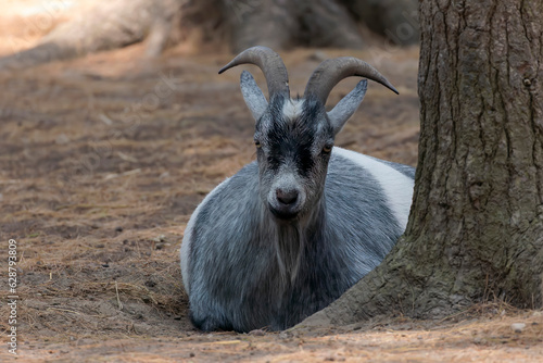 The American and African Pygmy goat is an American breed of achondroplastic goat. photo