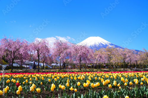 富士山,世界遺産,,桜,チューリップ