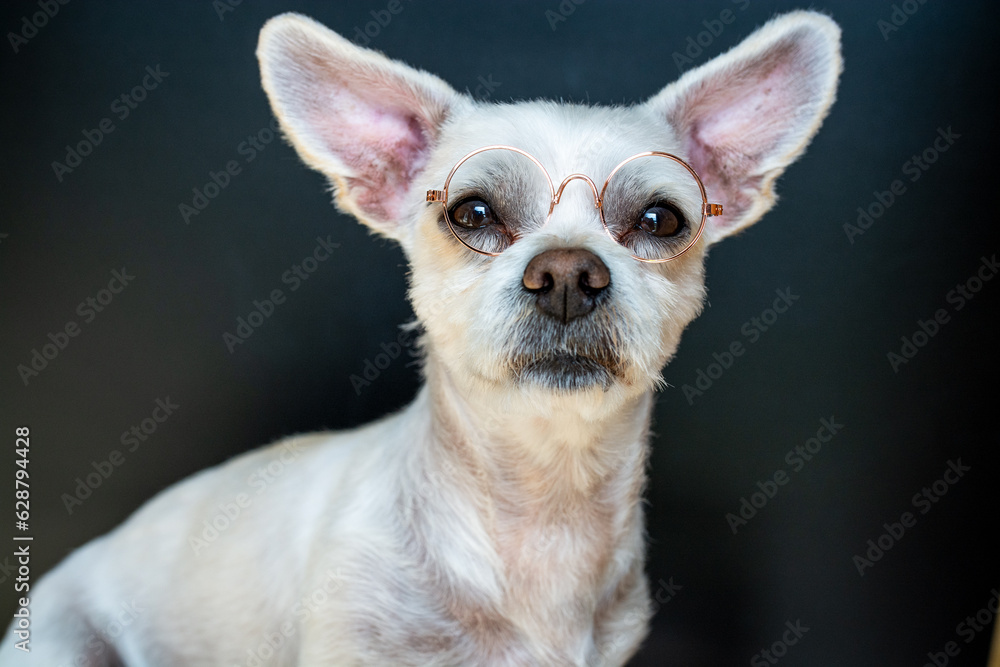 Kleiner weißer Hund Kleiner weißer Hund