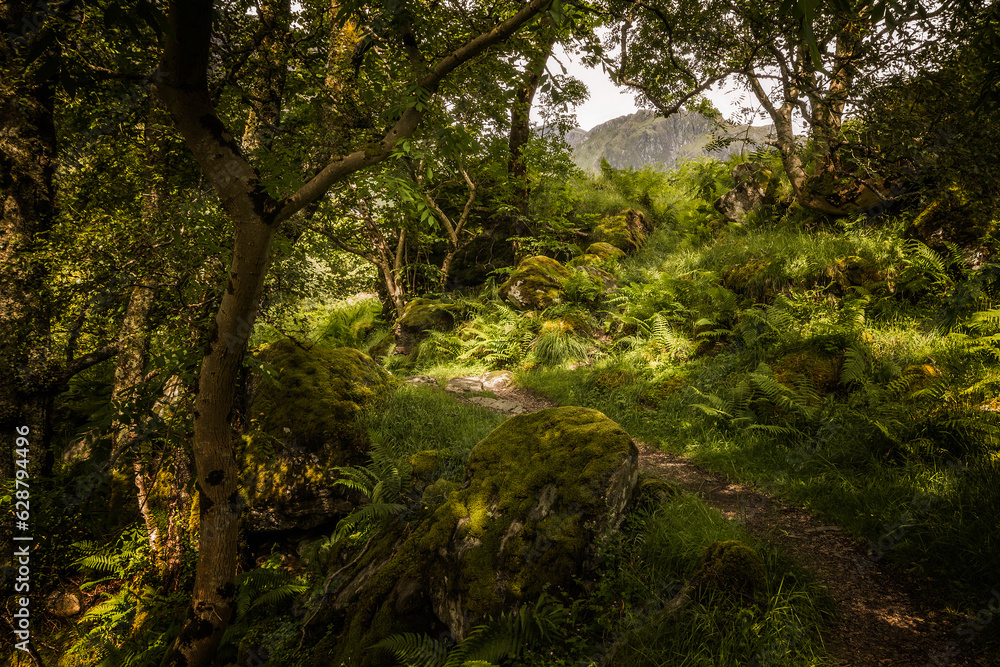 Forest Forest