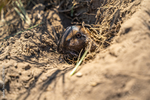 Valley Pocket Gopher  Thomomys bottae  emerging from the burrow. 