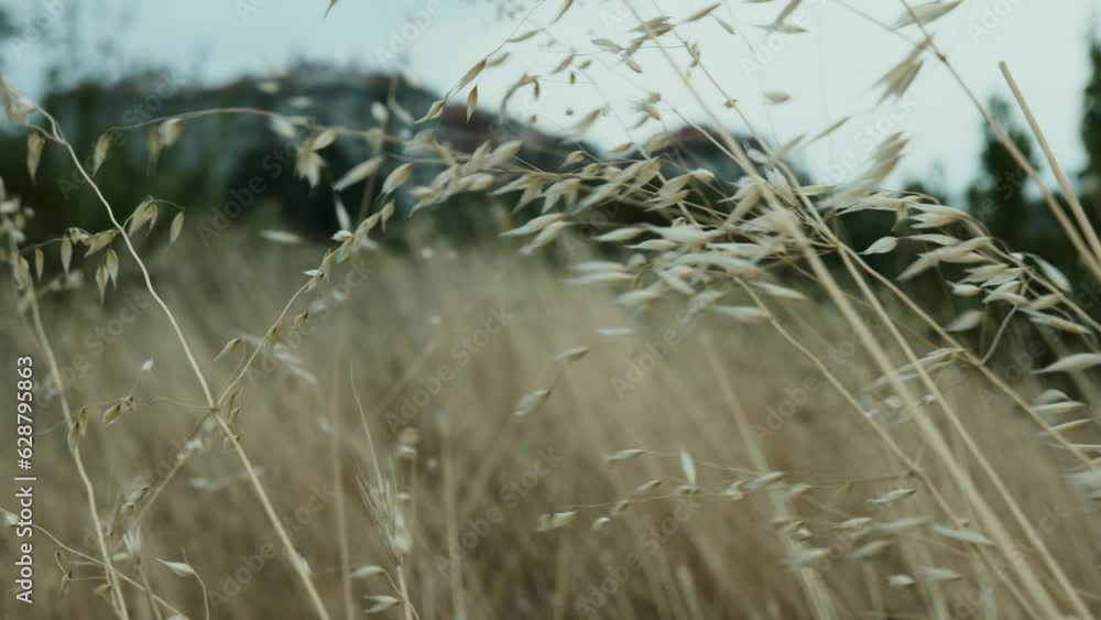 Tall grass sways in the wind. New Zealand flax. The wind before the rain shakes the leaves of the grass in the field. Waiting for a thunderstorm. High quality 4k footage Tall grass sways in the wind. New Zealand flax. The wind before the rain shakes the leaves of the grass in the field. Waiting for a thunderstorm. High quality 4k footage
