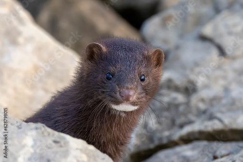 The American mink(Neovison vison)  in the rocks on the shores of Lake Michigan