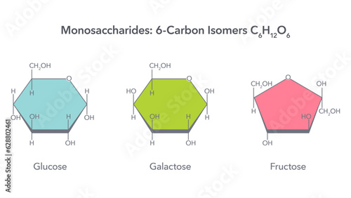 Monosaccharides 6 carbon isomers glucose fructose and galactose vector illustration infographic