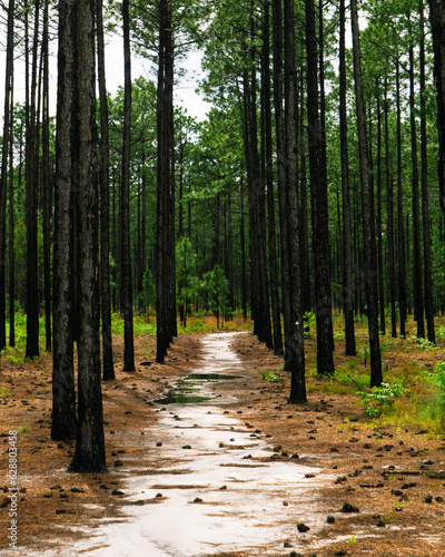 path in the forest