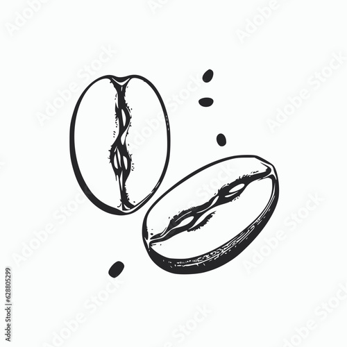 painted coffee beans, sketch, vector drawing, ideal component, grain of choice. Sketch of coffee beans. Isolated vintage mocha and robusta coffee bean isolated on white background