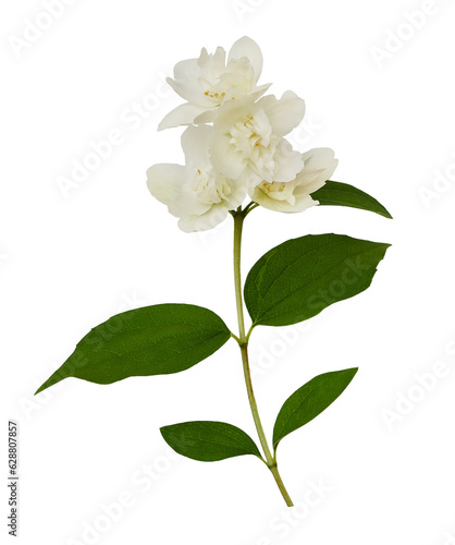 Twig of Jasmine (Philadelphus) double flowers isolated on white or transparent background © Ortis