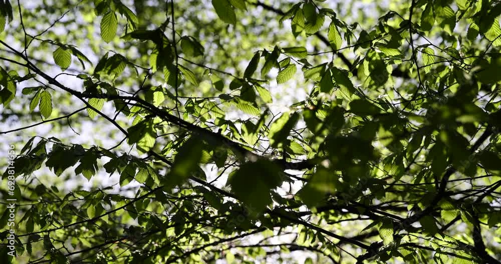 green foliage on hornbeam tree in spring bloom, beautiful new leaves on hornbeam trees in spring green foliage on hornbeam tree in spring bloom, beautiful new leaves on hornbeam trees in spring