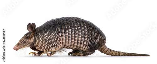 Nine banded Armadillo aka Dasypus novemcinctus, walking side ways. Looking side ways. Isolated on a white background.