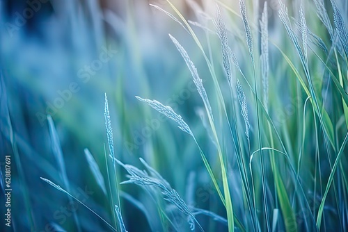 High grass with soft focus in blue tones macro. Natural landscape