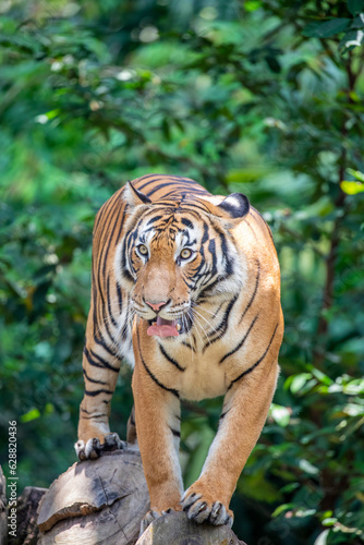 Fototapeta Naklejka Na Ścianę i Meble -  The closeup image of Malayan tiger (Panthera tigris jacksoni). 
It is a tiger population in Peninsular Malaysia. This population inhabits the southern and central parts of the Malay Peninsula