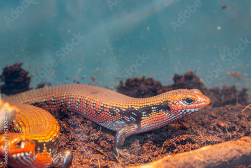 The fire skink (Mochlus fernandi) is a fairly large skink, a species of lizard in the family Scincidae.  A diurnal lizard that burrows and hides. It is relatively shy and reclusive photo