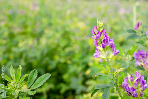Field of flowering alfalfa. Stems with blooming alfalfa, close-up. Medicago sativa. Alfalfa, Medicago sativa, forage high protein plant. Alfalfa flower on the field close-up.
