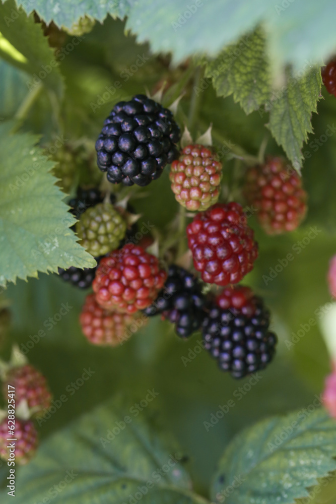 Blackberry bush with ripe and green berries Blackberry bush with ripe and green berries