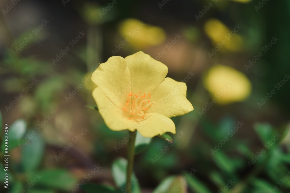 Fototapeta premium yellow flower in the garden