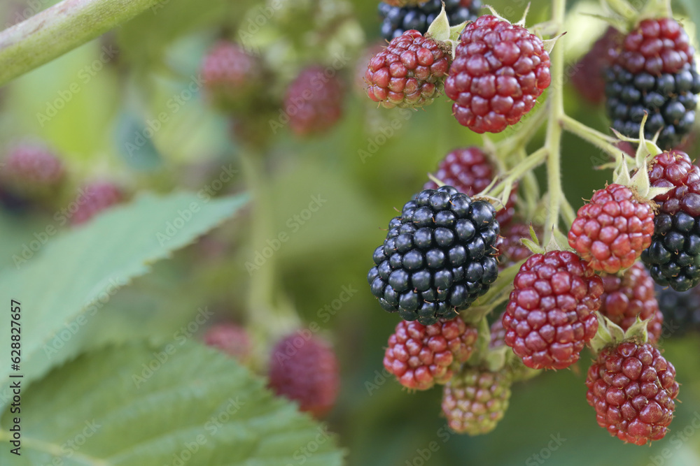 Blackberry bush with ripe and green berries Blackberry bush with ripe and green berries