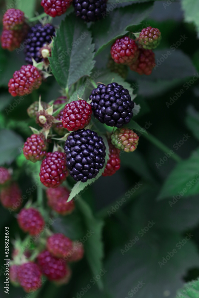 Blackberry bush with ripe and green berries Blackberry bush with ripe and green berries