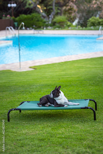 Lovely black and white boston terrier dog resting on outdoor bed in garden with swimming pool
