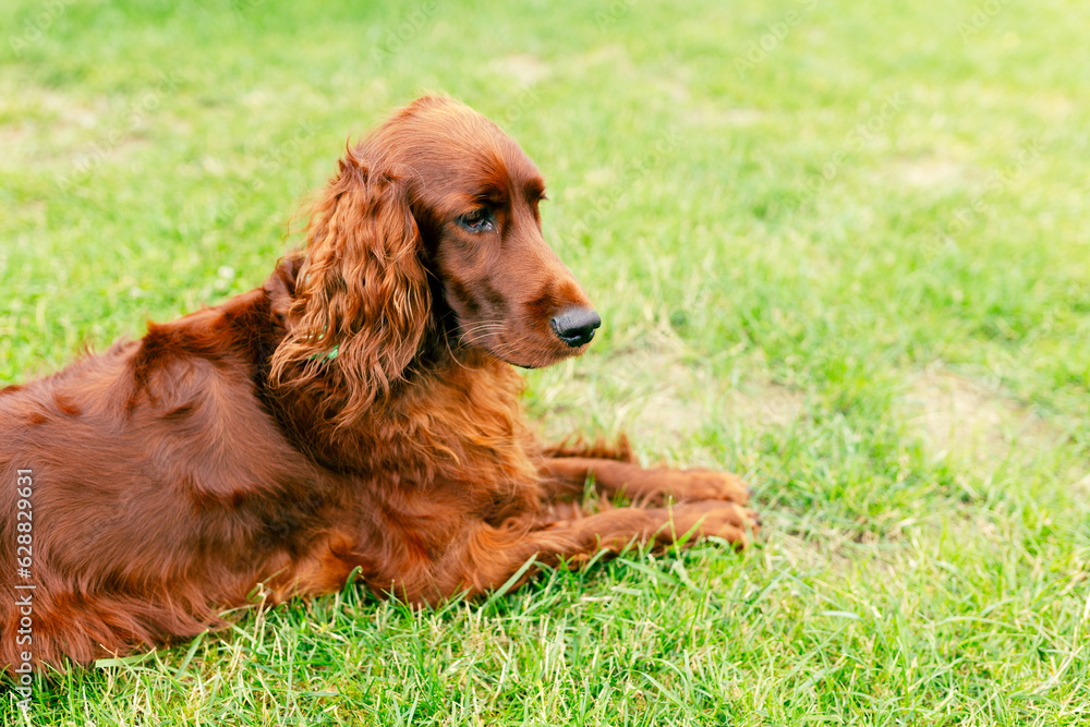 Portrait of an adorable irish setter on the grass outdoors