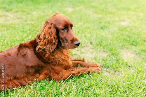 Portrait of an adorable irish setter on the grass outdoors