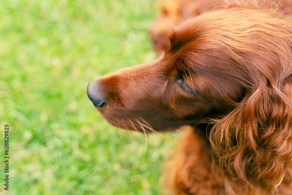 Portrait of an adorable irish setter on the grass outdoors Portrait of an adorable irish setter on the grass outdoors