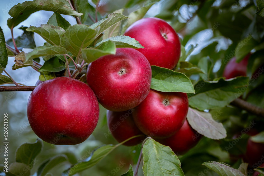 Ripe fruits of red apples on the branches of young apple trees. Fall harvest day in farmer's orchards in Bukovyna region, Ukraine.