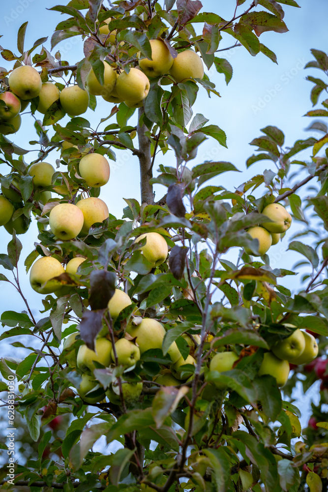 Ripe fruits of apples of the Golden variety on the branches of young apple trees. Fall harvest day in farmer's orchards in Bukovyna region, Ukraine.