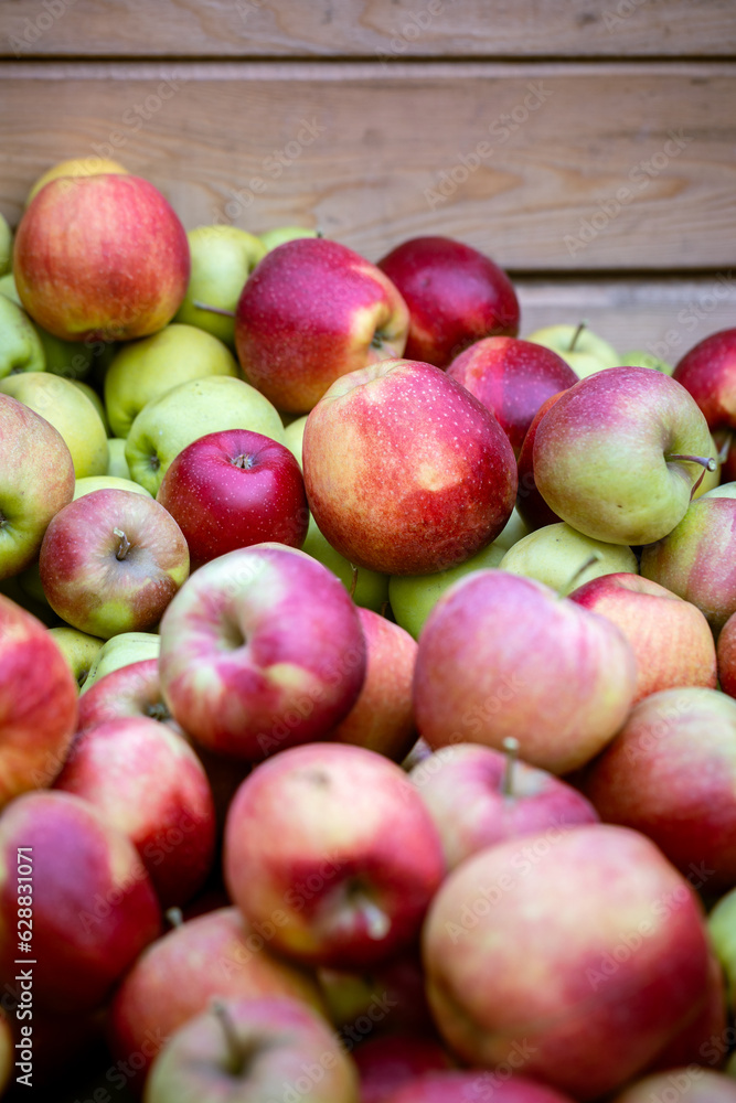 The harvest of fresh ripe red apples just collected from the trees are folded into large wooden pallet containers. Production capacity of a orchards farm in Bukovyna region, Ukraine. The harvest of fresh ripe red apples just collected from the trees are folded into large wooden pallet containers. Production capacity of a orchards farm in Bukovyna region, Ukraine.