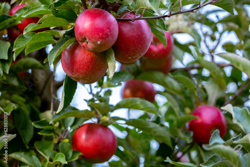 Ripe fruits of red apples on the branches of young apple trees. Fall harvest day in farmer's orchards in Bukovyna region, Ukraine.