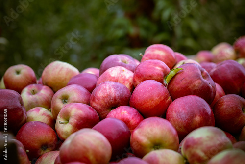 The harvest of fresh ripe red apples just collected from the trees are folded into large wooden pallet containers. Production capacity of a orchards farm in Bukovyna region, Ukraine.