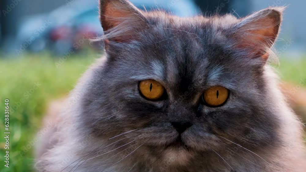 pet cat, pet cat playing on grass, close up video of pet cat, cat playing,cats and kittens, kitten playing pet cat, pet cat playing on grass, close up video of pet cat, cat playing,cats and kittens, kitten playing