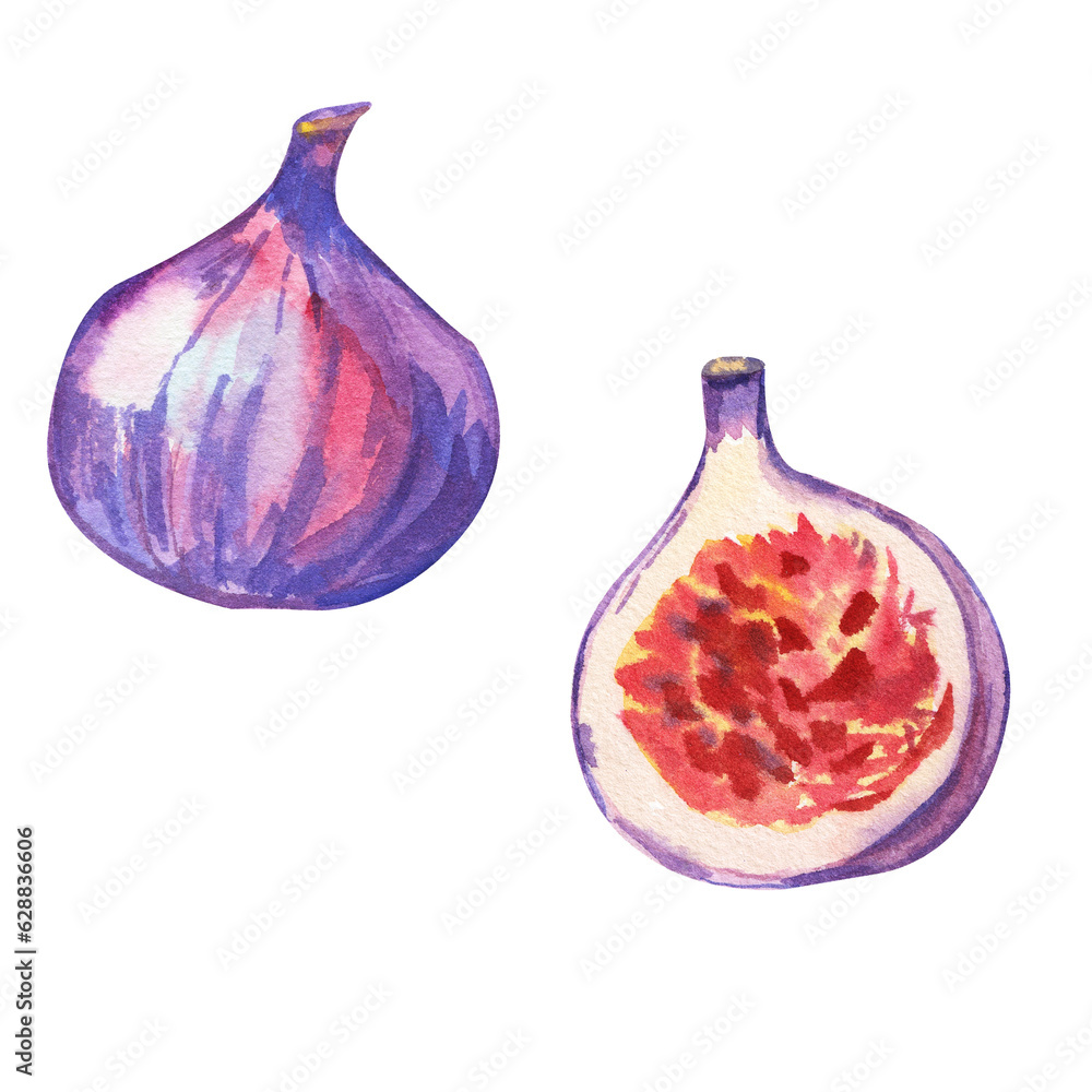 Set of violet fig and half of fig. Hand drawn watercolor illustration isolated on transparent.