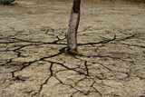 Tronc d'arbre avec ombre de ses branches sur le sol semblant des racines. Sol desséché et aride.