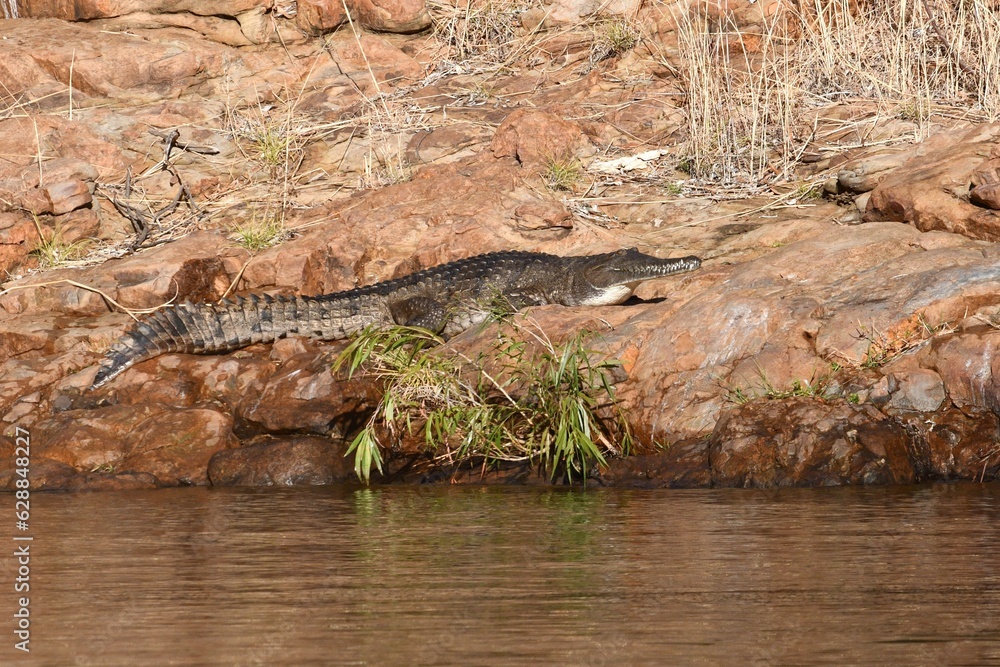 A freshwater crocodile is basking on a rocky bank beside a river in the Northern Territory, Australia. He is seen in profile. Some dried grasses are on the bank. A freshwater crocodile is basking on a rocky bank beside a river in the Northern Territory, Australia. He is seen in profile. Some dried grasses are on the bank.