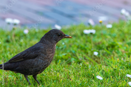 nahaufnahme einer amsel im grün