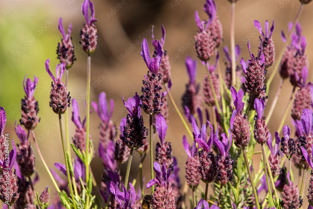Obraz premium nahaufnahme von lavendel im wind