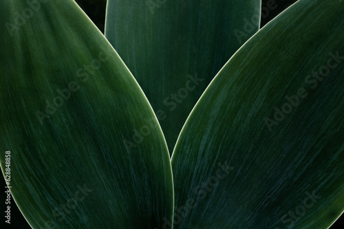 Macro photography of green plant. Close-up of part of three foxtail agave leaves with soft green texture and highlighted contour