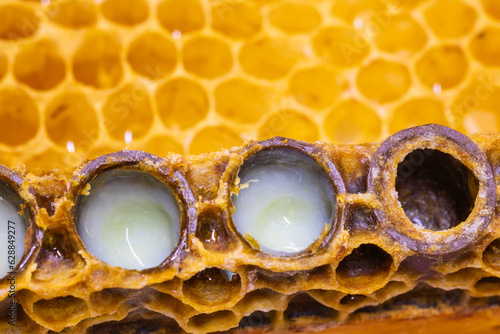 Organic Royal jelly production. Royal jellies in the bee queen cells in focus. photo