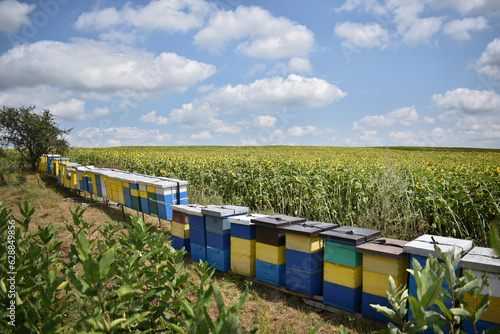 Hives in sunflower field during sunny summer day 