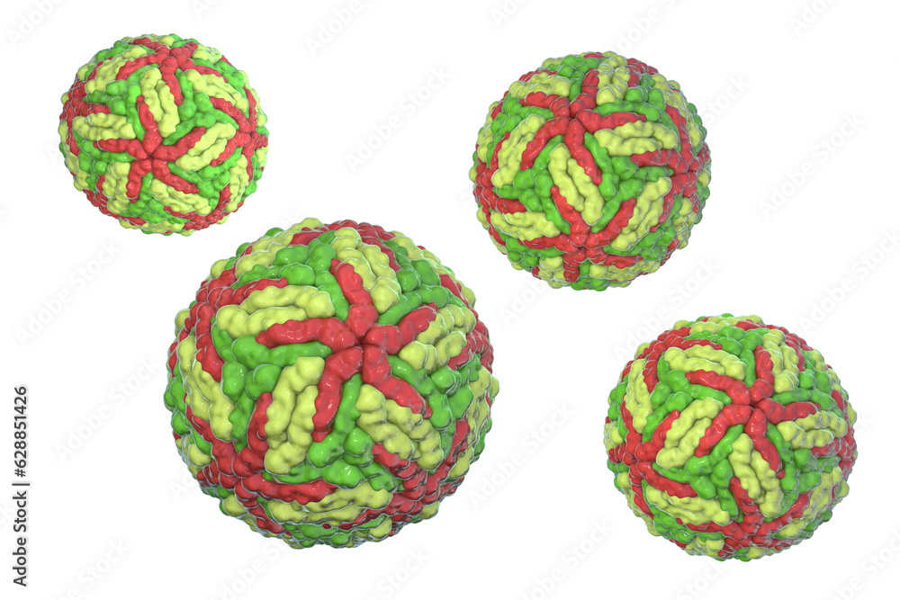 Dengue viruses, 3D illustration