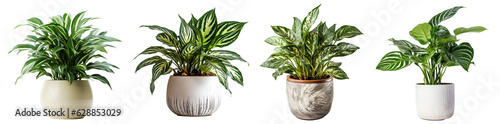 Group of Potted Plants isolated on transparent background