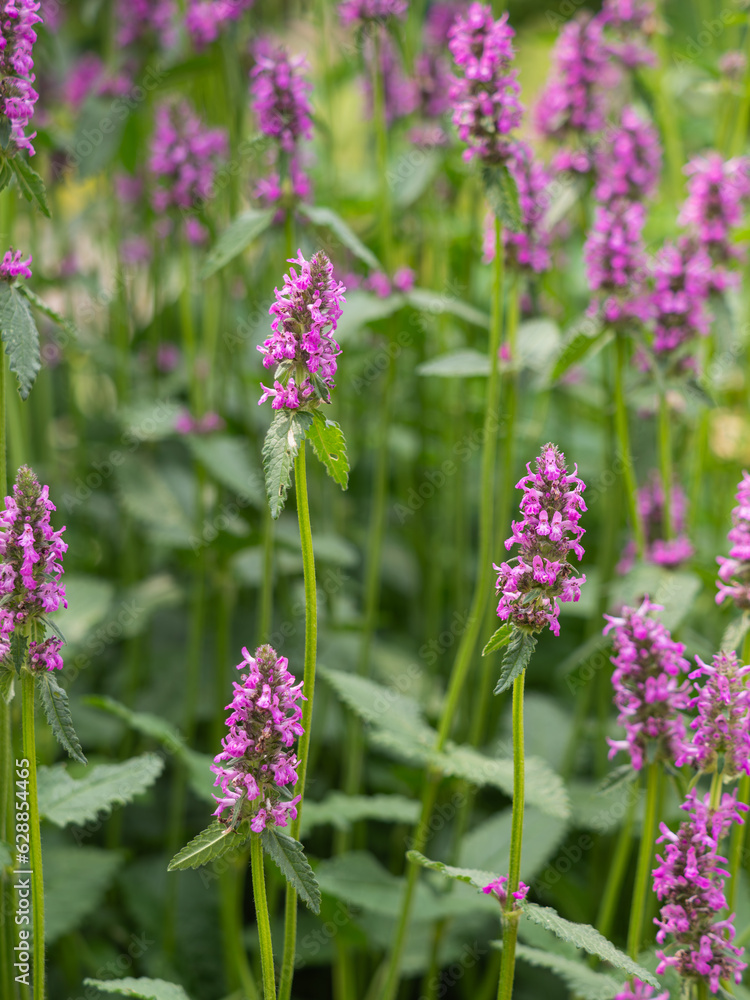 Beet mit blühenden Pflanzen der echten Betonie (Betonica officinalis). Beet mit blühenden Pflanzen der echten Betonie (Betonica officinalis).