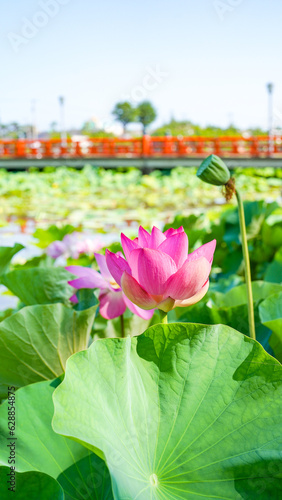 高田城址公園の外堀に咲く、ピンク色の蓮の花