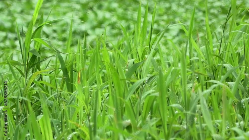 Fresh swaying grass leaves with water drops Fresh swaying grass leaves with water drops