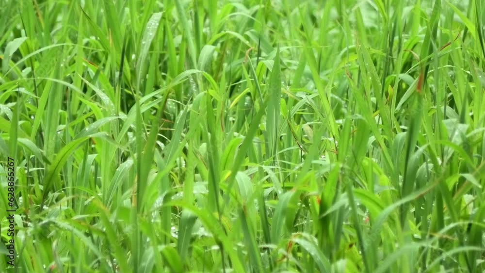 Fresh swaying grass leaves with water drops Fresh swaying grass leaves with water drops