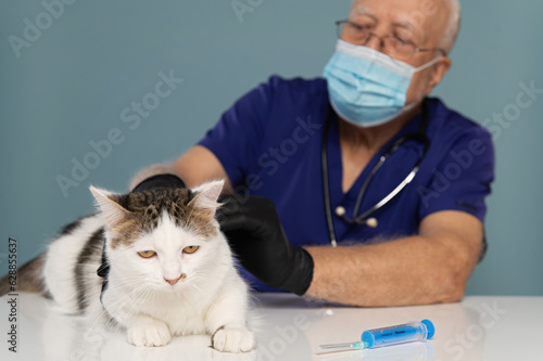 A veterinarian gives an injection to a white cat, a doctor's appointment , focus on the cat